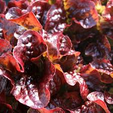 Freeman Organic Herbs - Organic Red Lettuce, 4.5"