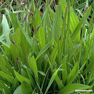 Herbaria - Plantain Leaf, 25 TEA BAGS