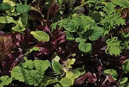 Freeman Herbs - Organic Mesclun Mix 4.5" Plant
