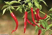 Freeman Herbs - Cayenne Pepper 4.5" Plant