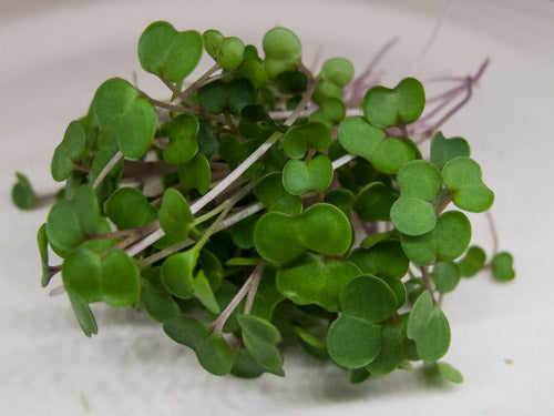 Paradise Fields - Organic Kale Microgreens, 50g