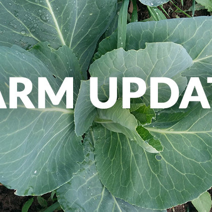 Update from Our Goodness Me! Farmers!