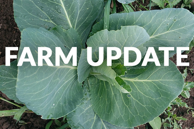 Update from Our Goodness Me! Farmers!