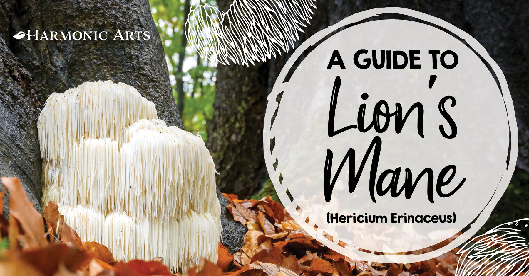 A Guide to Lion’s Mane Mushroom (Hericium Erinaceus)