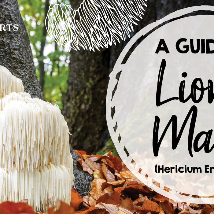 A Guide to Lion’s Mane Mushroom (Hericium Erinaceus)