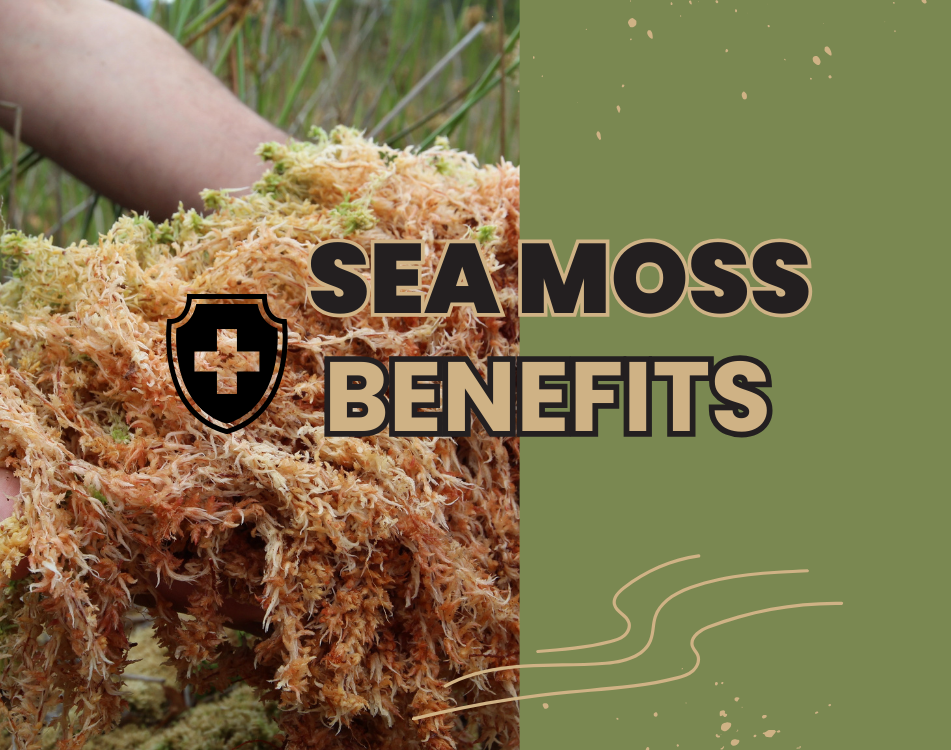 The Incredible Benefits of Sea Moss for Lifelong Wellness