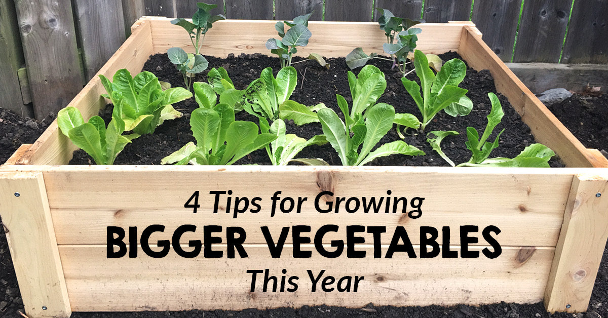 4 Tips for growing bigger vegetables this year