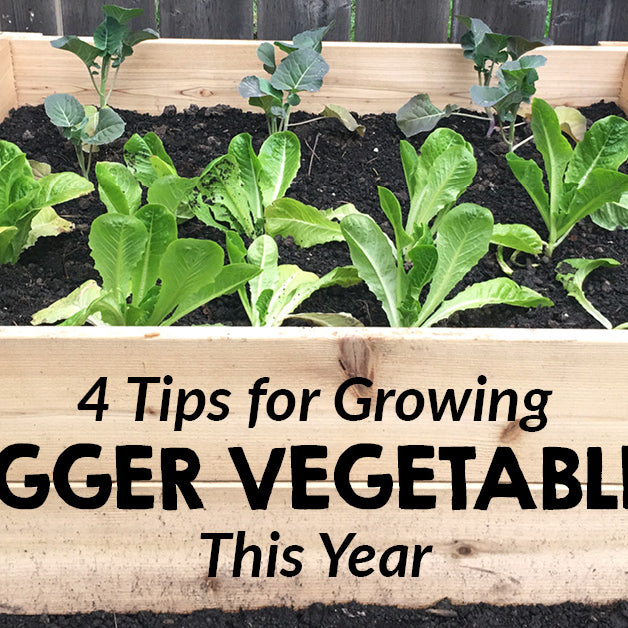 4 Tips for growing bigger vegetables this year