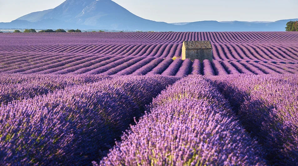 Freeman Organic Herbs - Anouk Lavender Shrub, 10"