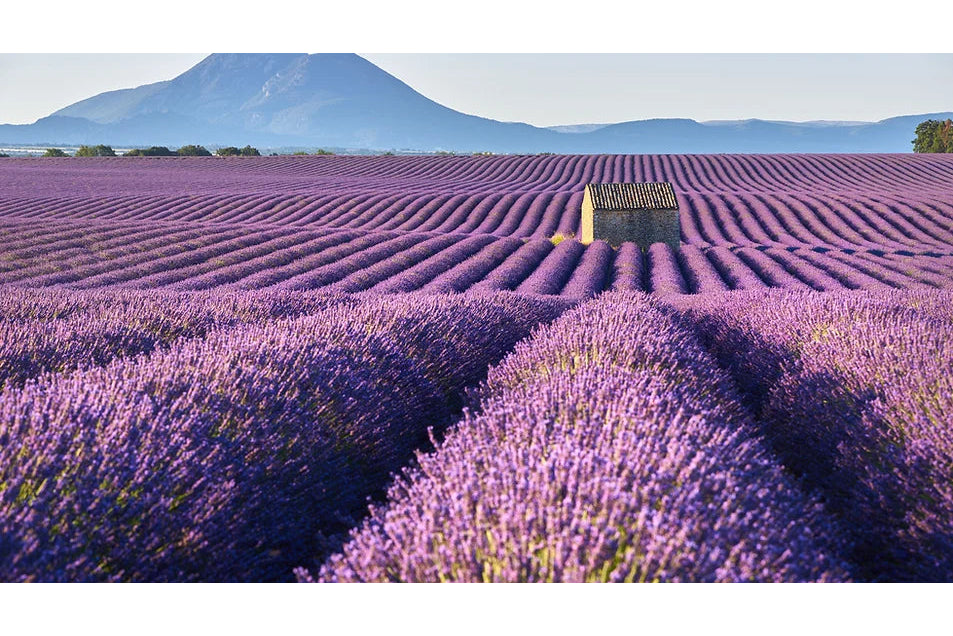 Freeman Organic Herbs - Anouk Lavender Shrub, 10"