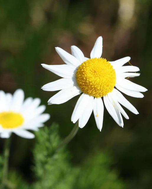 West Coast Seeds - German Chamomile