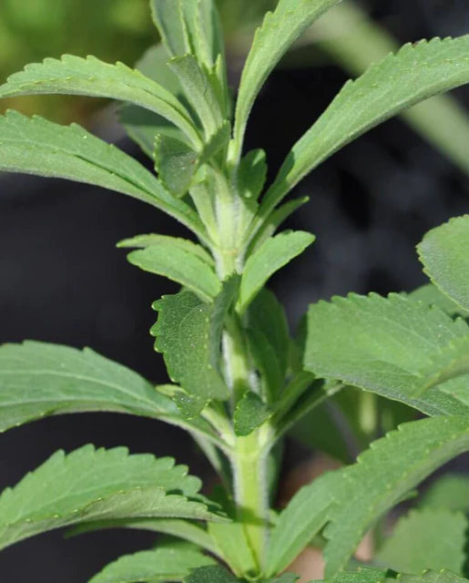 West Coast Seeds - Organic Stevia Sugar Plant