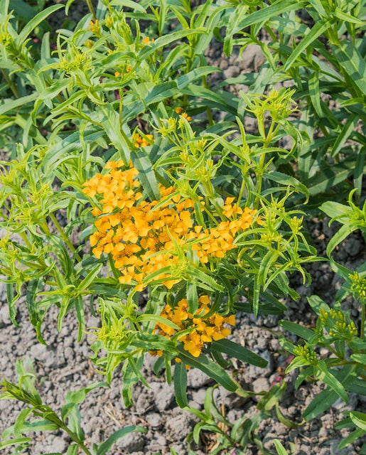 West Coast Seeds - Mexican Tarragon