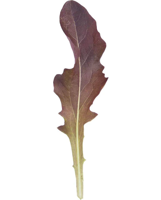 West Coast Seeds - Organic Blade
