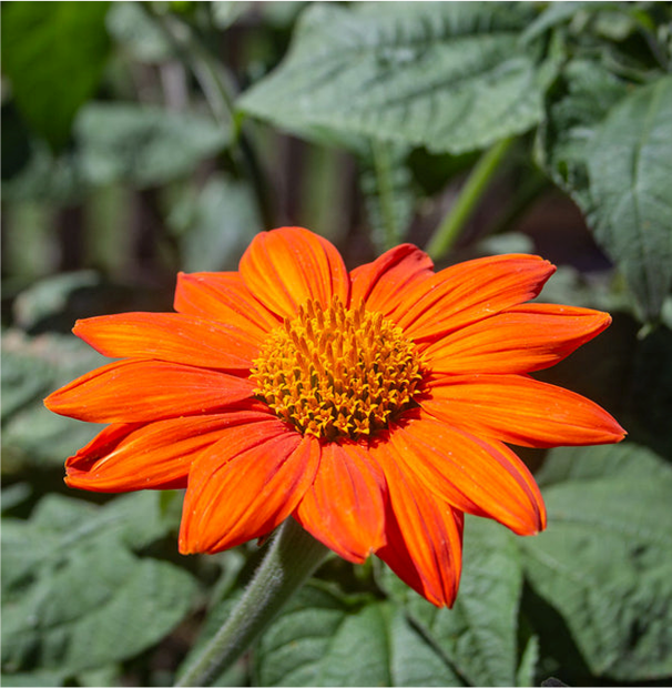 West Coast Seeds - Tithonia - Mexican Torch, 1 g
