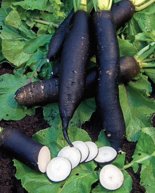 West Coast Seeds - Organic Noir Long Maraicher