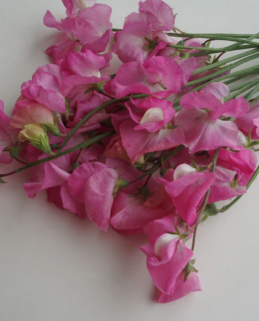 West Coast Seeds - Royal Family Rose-Pink, 5 g