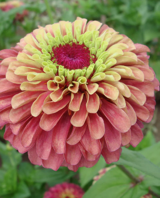 West Coast Seeds - Queeny Lime Red, 25 Seeds
