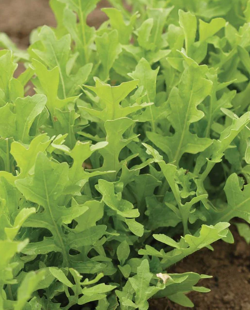 West Coast Seeds - Organic Arugula Astro, 1 g