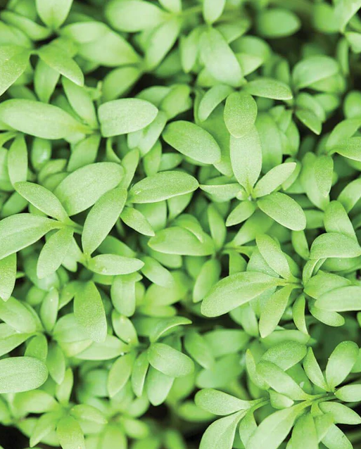 West Coast Seeds - Organic Persian Cress, 0.5 g