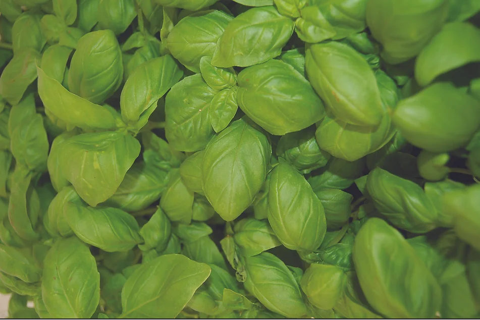 Freeman Organic Herbs - Basil - Genovese, 4.5"