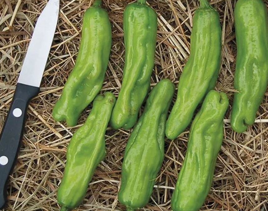 Freeman Organic Herbs - Pepper - Shishito, 4.5"