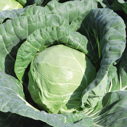 West Coast Seeds - Organic Tiara, 25 Seeds