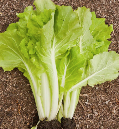 West Coast Seeds - Organic Tokyo Bekana, 535 Seeds
