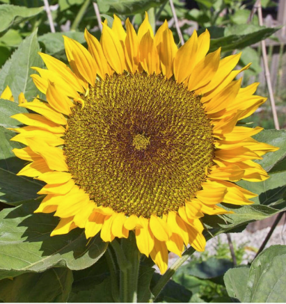 West Coast Seeds - Organic Zohar F1, 19 Seeds
