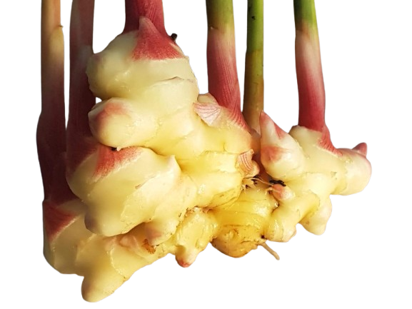 Local Farm - Ginger - Young, 85 g