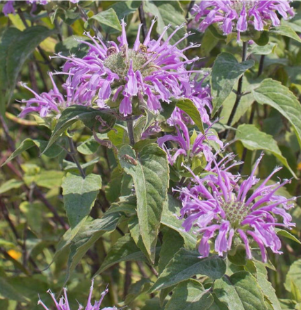 West Coast Seeds - Bergamot - Wild Bergamot