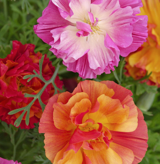 West Coast Seeds - Poppies - XL Jelly Beans, 0.25 g