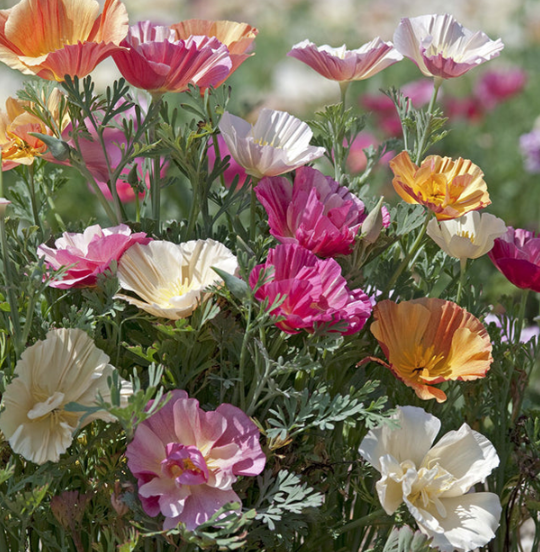 West Coast Seeds - Poppies - Thai Silk Mix, 0.25 g