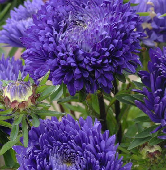 West Coast Seeds - Aster - King Size Mid-Blue, 50 Seeds