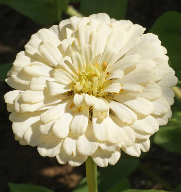 West Coast Seeds - Zinnias - Polar Bear, 1 g
