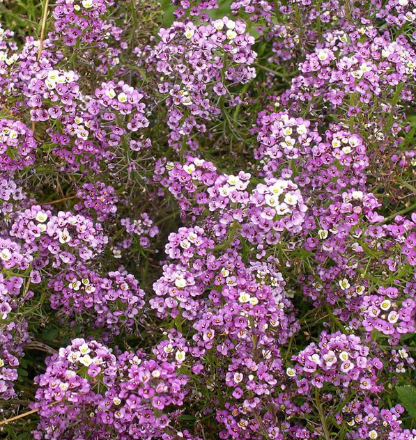 West Coast Seeds - Alyssum - Dwarf Purple, 0.25 g