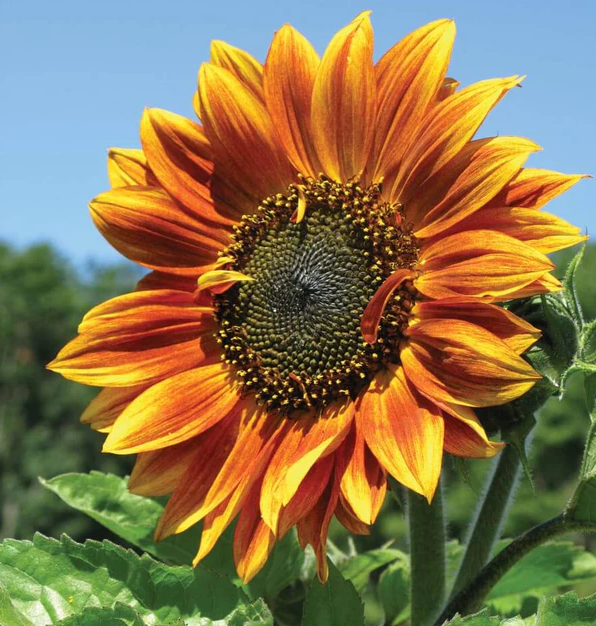 West Coast Seeds - Sunflowers - Autumn Beauty, 2 g