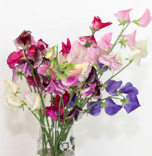 West Coast Seeds - Sweet Peas - Spencer Ripple, 5 g