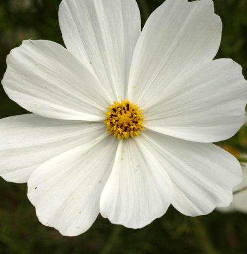 West Coast Seeds - Cosmos - Purity, 1 g