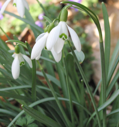 Florissa - Snowdrops - Elwesii, 10 Count