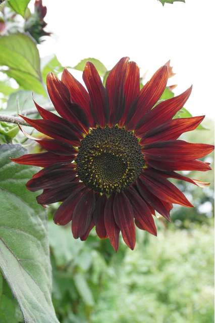 West Coast Seeds - Moulin Rouge, 1 g