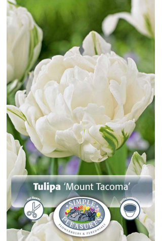 Florissa - Tulips - Mount Tacoma, 5 Count