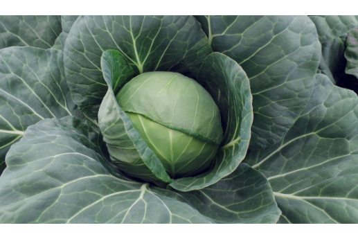 West Coast Seeds - Organic Faroa F1, 25 Seeds