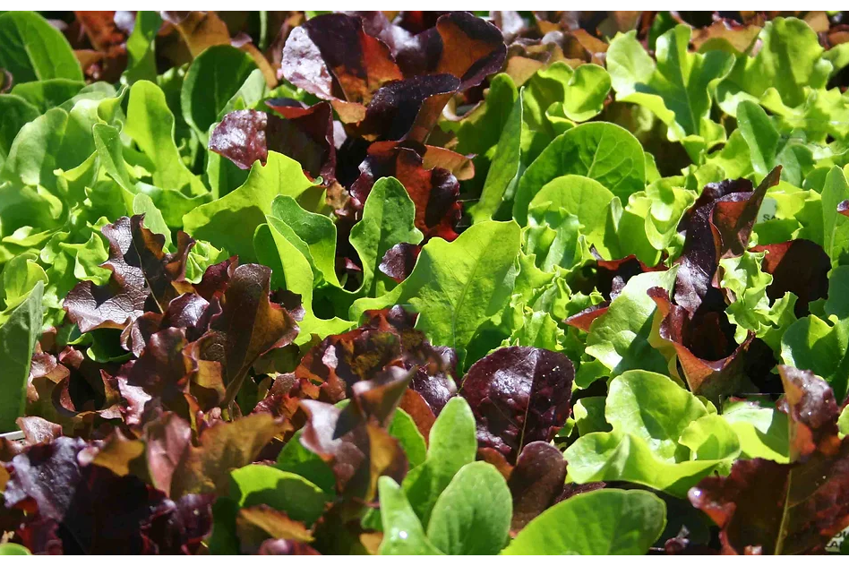 Freeman Organic Herbs - Lettuce Mix, 4.5"