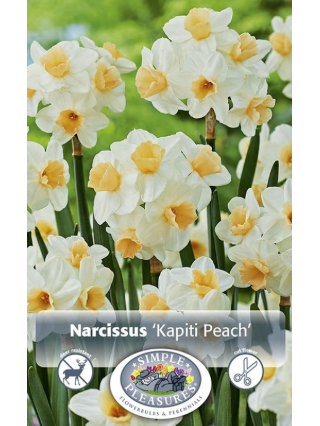Florissa - Narcissus - Kapiti Peach, 5 Count