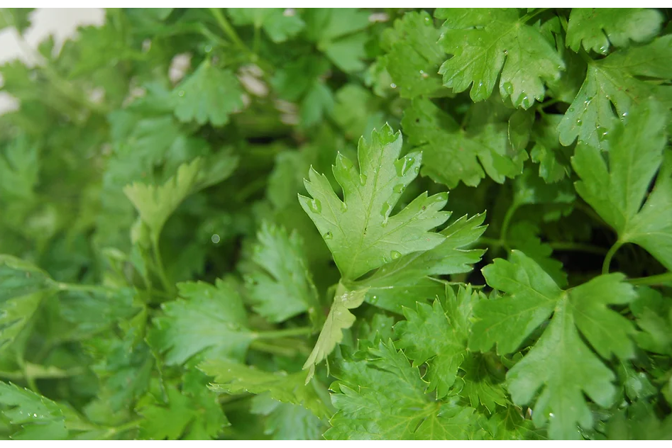 Freeman Organic Herbs - Parsley Italian, 4.5"
