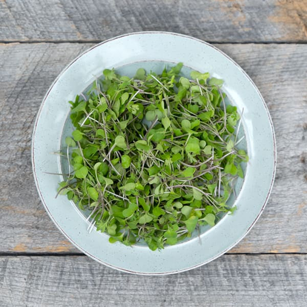 Cookstown Greens - Organic Kale Microgreens, 75 g