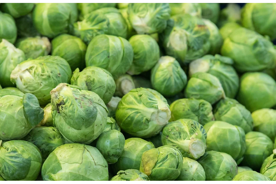 Freeman Organic Herbs - Brussel Sprouts Nautic, 4.5"