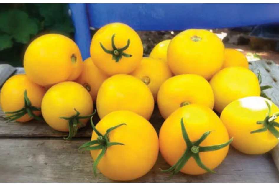 Freeman Organic Herbs - Tomato - Taxi Heirloom, 4.5"