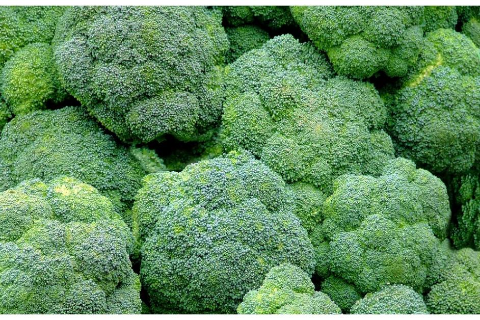 Freeman Organic Herbs - Broccoli Belstar, 4.5"